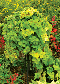 Heucherella 'Yellowstone Falls'